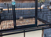 New double parrot breeding cage