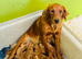 Fox red Golden Retrievers
