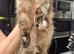 Ragdoll Cat 2 Years