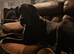 Great Dane Puppies