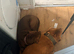 Dogue de Bordeaux cross