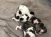 Kittens !!!