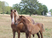 Top class welsh b colt foal