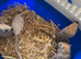 Baby gerbils