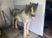 SD yearling colt