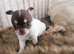 Chihuahua puppies