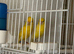 Young Irish Canary for sale