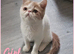READY TO LEAVE NOW BEAUTIFUL GCCF EXOTIC PERSIAN KITTENS