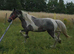 Beautiful blue and white filly