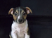Jack Russell pups