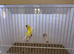 Gouldian Finch Cock Bird For Sale