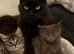Gorgeous Mainecoon kittens large cat ready now