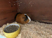 1 adult boy to rehome. Available now