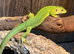 Western Green Lizard at Birmingham Reptiles