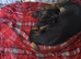 7 miniature dachshunds