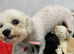 Beautiful White F1 Toy Poochon boy