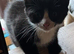Gorgeous black and white kittens