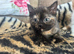 3 beautiful fluffy bsh x kittens looking for forever homes