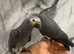 Friendly Baby HandReared Super Tame Cuddly African Grey Parrot,26