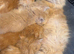 3 persian kittens left