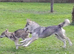 LEO Tamaskan male puppy now available fully vac and embarked. Pedigree and Registered
