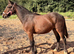 Yearling filly