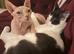 Beautiful female Sphynx cat