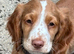 Cocker spaniel boy