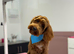 Australian labradoodle Red Male