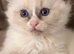 Ragdoll bicolours brother and sister