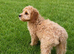 Beautiful girl looking for her forever home fully vaccinated
