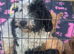 Beautiful tiny cockapoo girl