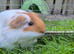 Sheltie boar
