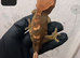 crested geckos