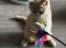 Stunning Lilac & Fawn Kittens - Tica Registered