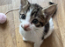 TABBY AND WHITE MALE KITTEN
