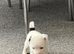 Jack Russel puppies