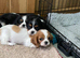 K C Reg Cavalier King Charles