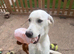 Pippa 11 month old white lab girl