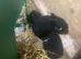 Rabbit kits