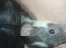 Two male young rats