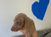 Stunning mixed litter miniature Dachshunds