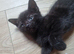 still available 15/09/2026 Price reduction###Bengal x Norwegian Forrest kittens