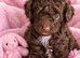 Stunning pure bred toy poodie pups