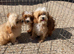 Beautiful cavapoo pups ready to leave