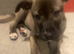 Cute puppy URGENT