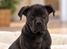 Beautiful Female Cane Corso Puppy Looking for a Loving Home