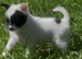 Pomchi girl Open to offers !
