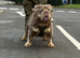 Olde Tyme Bulldog For Stud