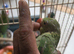 Indian ringneck baby